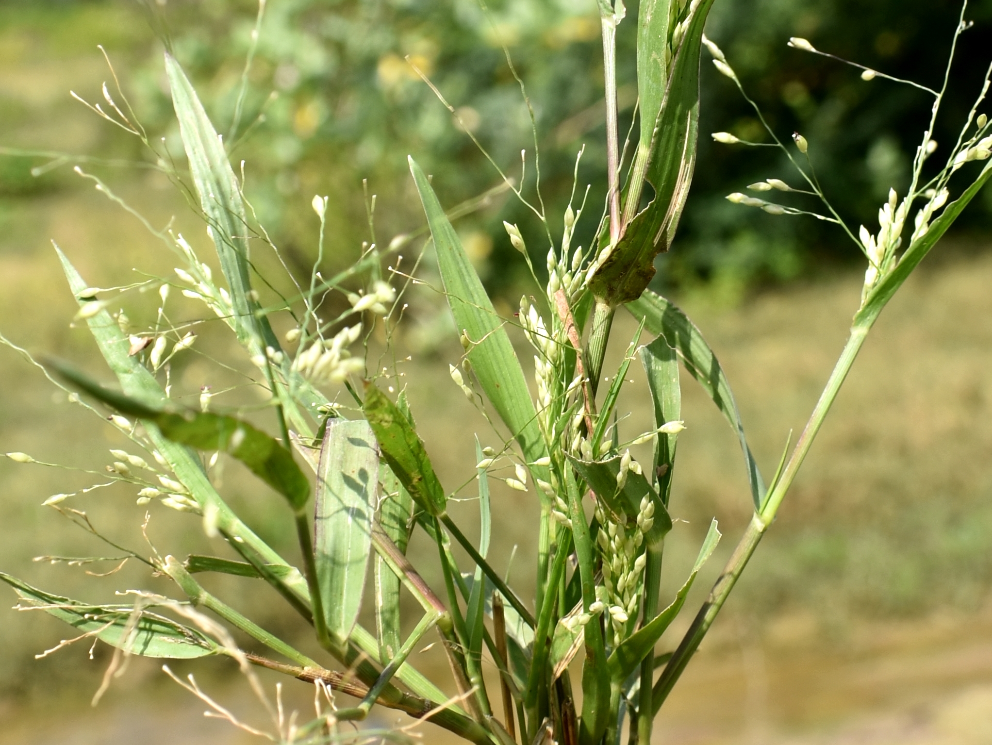 Panicum brevifolium